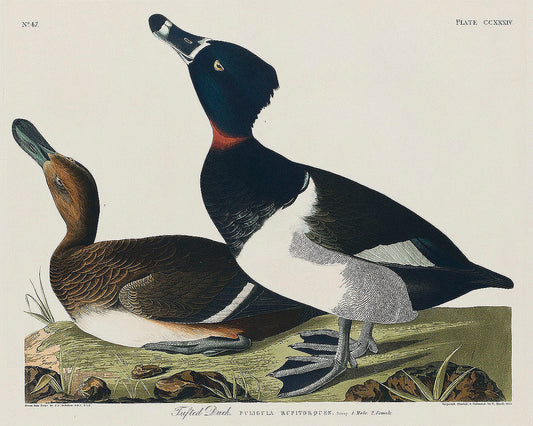 Ring-necked Duck from Birds of America (1827) by John James Audubon