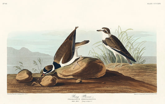 Ring Plover from Birds of America (1827) by John James Audubon