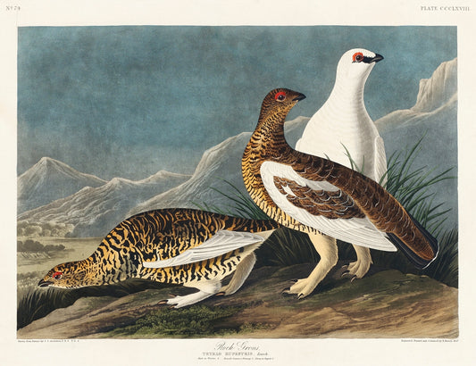 Rock Grous from Birds of America (1827) by John James Audubon