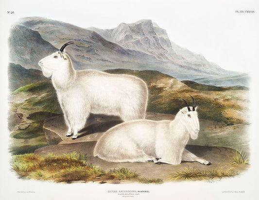 Rocky Mountain Goat (Capra Americana) by John James Audubon