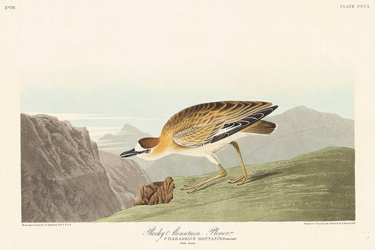 Rocky Mountain Plover from Birds of America (1827) by John James Audubon