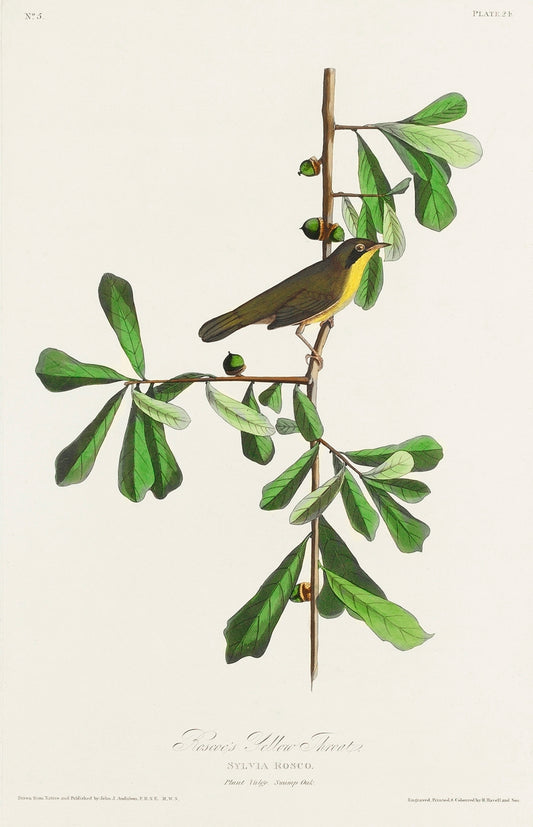 Roscoe's Yellow-throat from Birds of America (1827) by John James Audubon