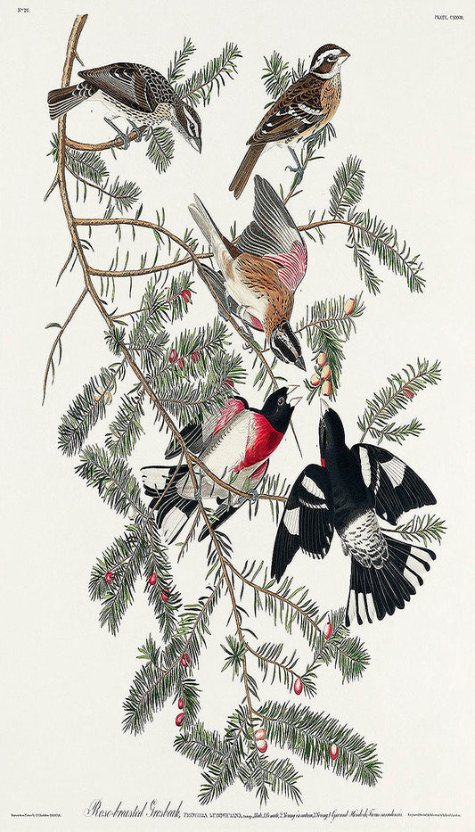 Rose-breasted Grosbeak from Birds of America (1827) by John James Audubon