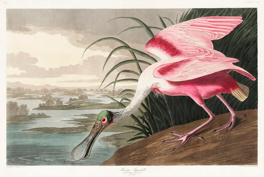 Roseate Spoonbill from Birds of America (1827) by John James Audubon