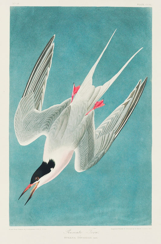Roseate Tern from Birds of America (1827) by John James Audubon