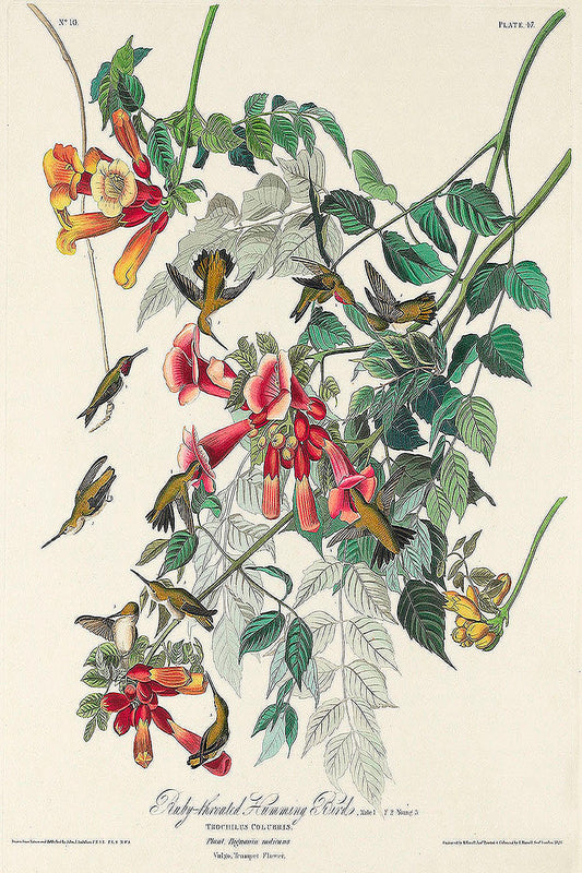 Ruby-throated Humming Bird from Birds of America (1827) by John James Audubon