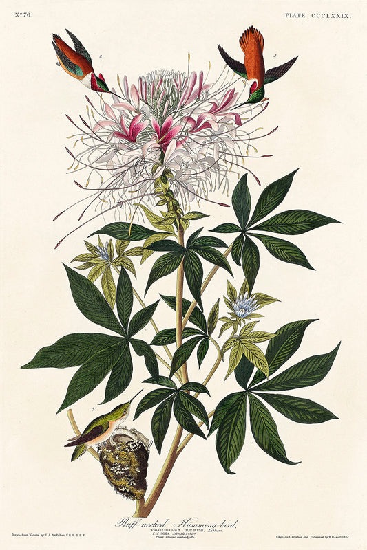 Ruff-necked Humming-bird from Birds of America (1827) by John James Audubon