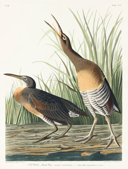 Salt Water Marsh Hen from Birds of America (1827) by John James Audubon