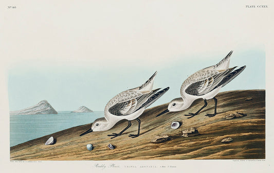 Sanderling from Birds of America (1827) by John James Audubon