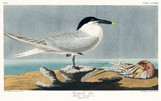 Sandwich Tern from Birds of America (1827) by John James Audubon