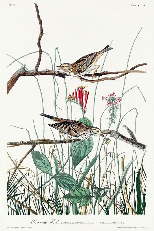 Savannah Finch from Birds of America (1827) by John James Audubon