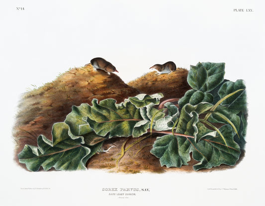 Say's Least Shrew (Sorex parvus) by John James Audubon