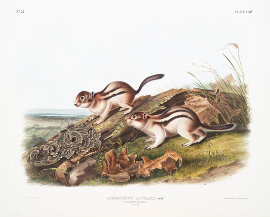 Say's Marmot Squirrel (Spermophilus lateralis) by John James Audubon