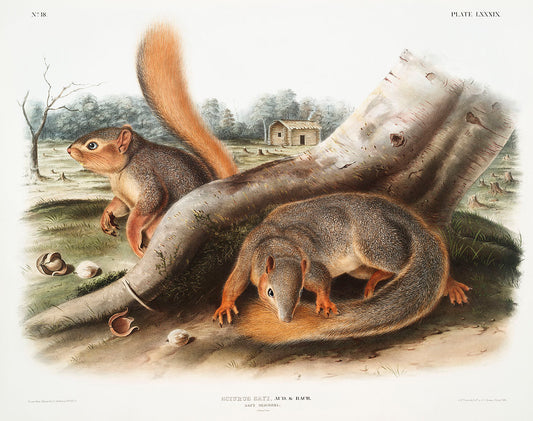 Say's Squirrel (Sciurus Sayi) by John James Audubon -WEB