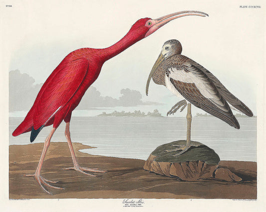Scarlet Ibis from Birds of America (1827) by John James Audubon