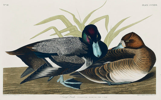 Scaup Duck from Birds of America (1827) by John James Audubon