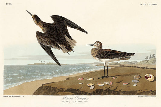 Schinz's Sandpiper from Birds of America (1827) by John James Audubon
