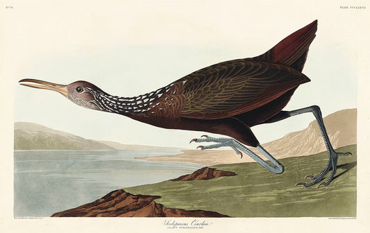 Scolopaceus Courlan from Birds of America (1827) by John James Audubon