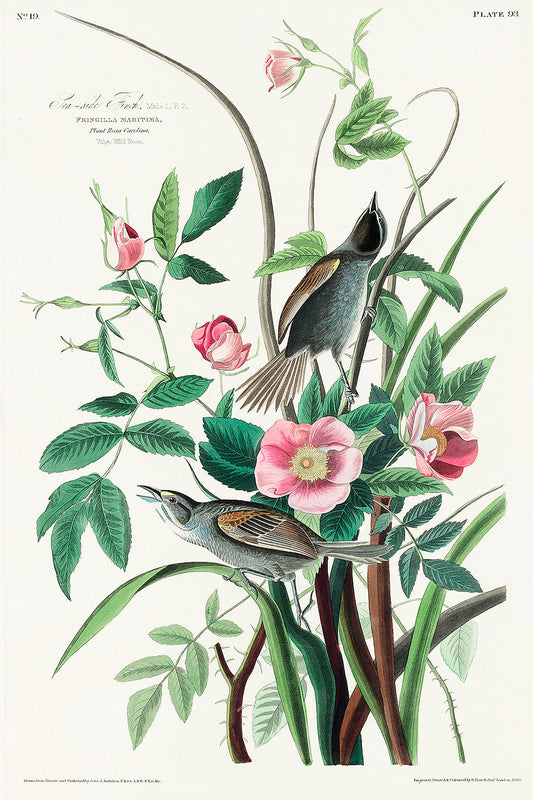 Seaside Finch from Birds of America (1827) by John James Audubon