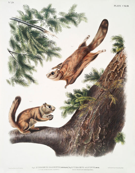 Severn River Flying Squirrel (Pteromys sabrinus) and Rocky Mountain Squirrel (Pteromys alpinus) by John James Audubon