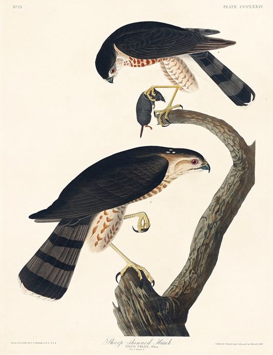 Sharp-shinned Hawk from Birds of America (1827) by John James Audubon