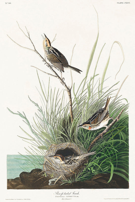 Sharp-tailed Finch from Birds of America (1827) by John James Audubon