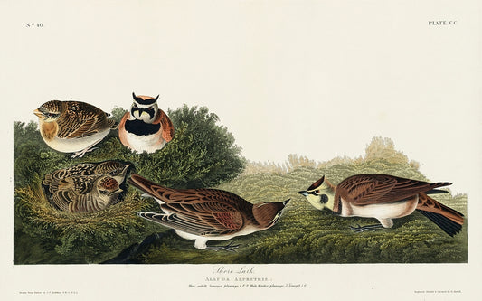 Shore Lark from Birds of America (1827) by John James Audubon