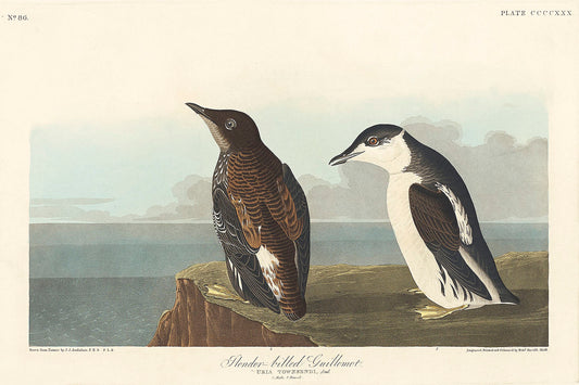 Slender-billed Guillemot from Birds of America (1827) by John James Audubon