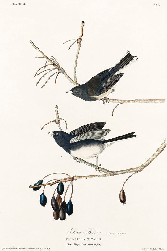 Snow Bird from Birds of America (1827) by John James Audubon