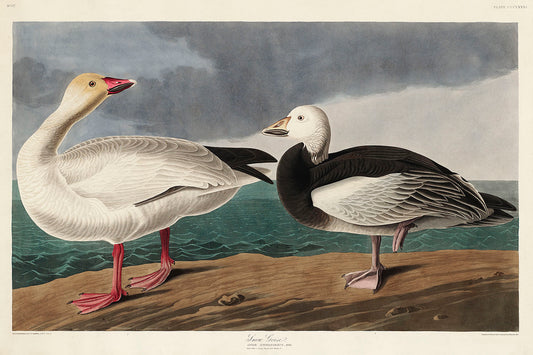 Snow Goose from Birds of America (1827) by John James Audubon -WEB