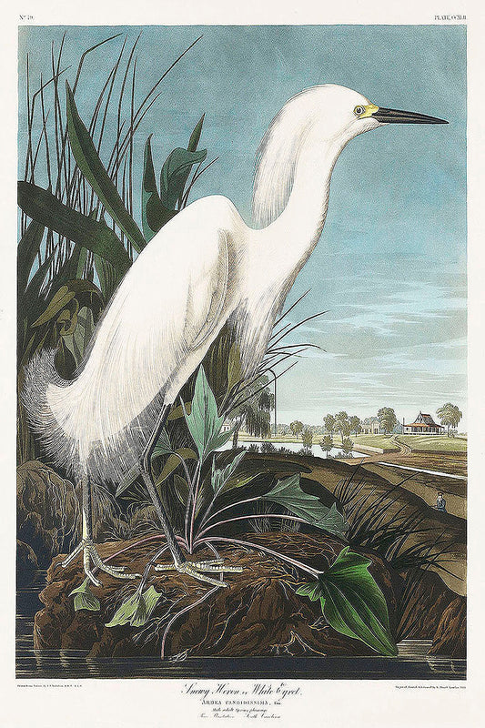 Snowy Heron, or White Egret from Birds of America (1827) by John James Audubon