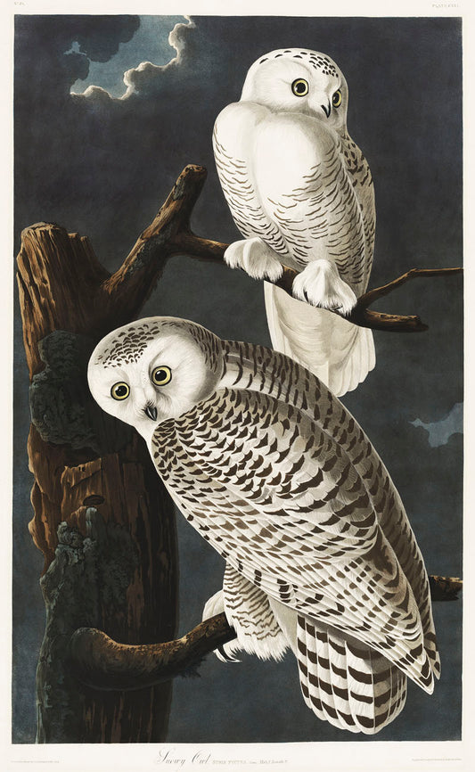Snowy Owl from Birds of America (1827) by John James Audubon
