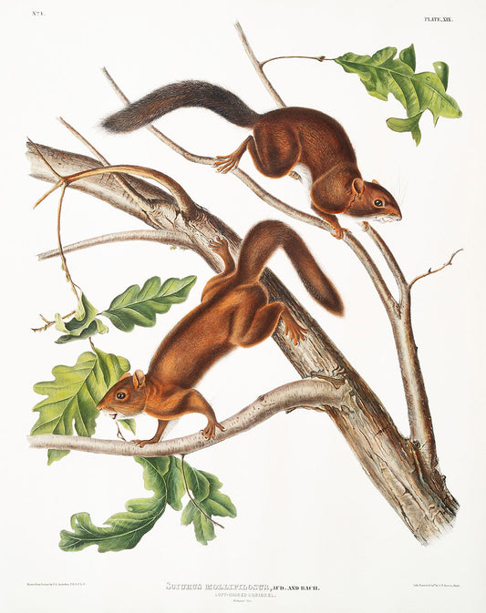 Soft-haired Squirrel (Sciurus mollipilosus) by John James Audubon -WEB