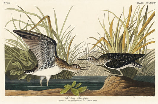Solitary Sandpiper from Birds of America (1827) by John James Audubon