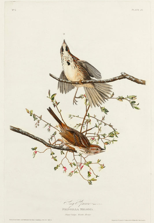 Song Sparrow from Birds of America (1827) by John James Audubon