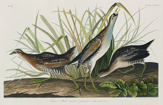 Sora; or Rail from Birds of America (1827) by John James Audubon