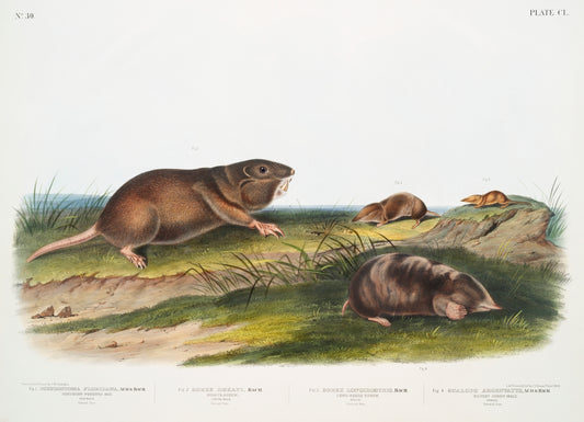 Southern Pouched Rat (Pseudostoma Floridana), Dekay's Shrew (Sorex Dekayi) by John James Audubon