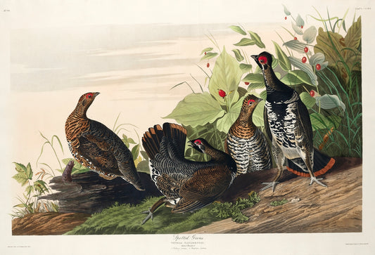 Spotted Grouse from Birds of America (1827) by John James Audubon