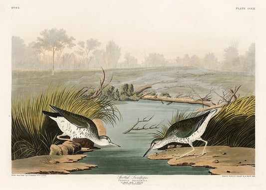 Spotted Sandpiper from Birds of America (1827) by John James Audubon