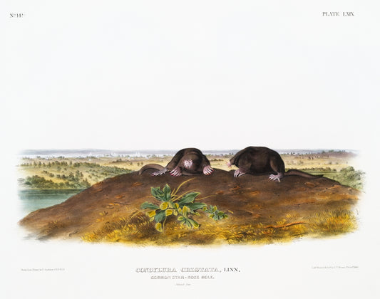 Star-nose Mole (Condylura cristata) by John James Audubon -WEB