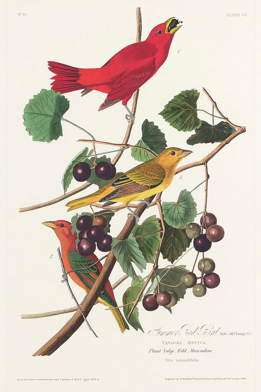 Summer Red Bird from Birds of America (1827) by John James Audubon