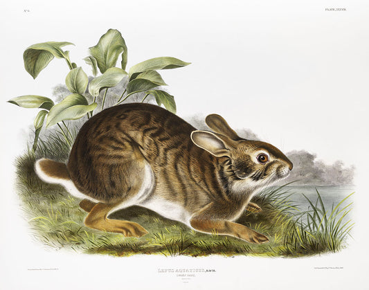 Swamp Hare (Lepus aquaticus) by John James Audubon