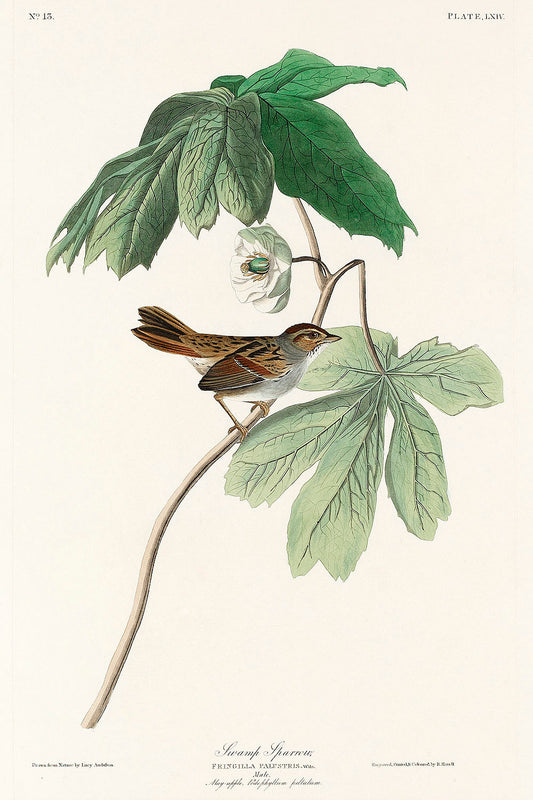 Swamp Sparrow from Birds of America (1827) by John James Audubon