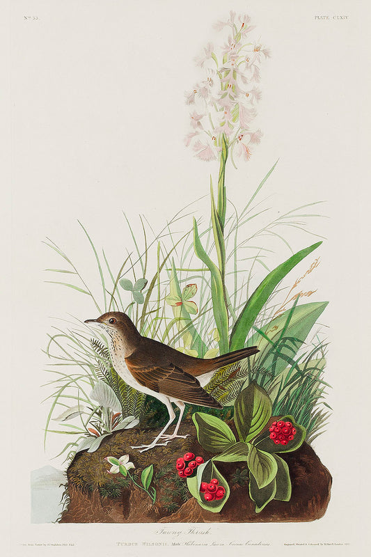 Tawny Thrush from Birds of America (1827) by John James Audubon
