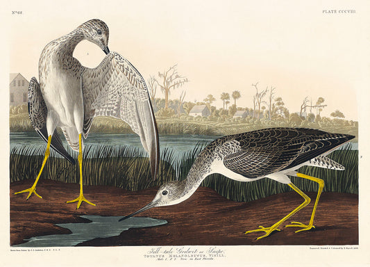 Tell-tale Godwit or Snipe from Birds of America (1827) by John James Audubon
