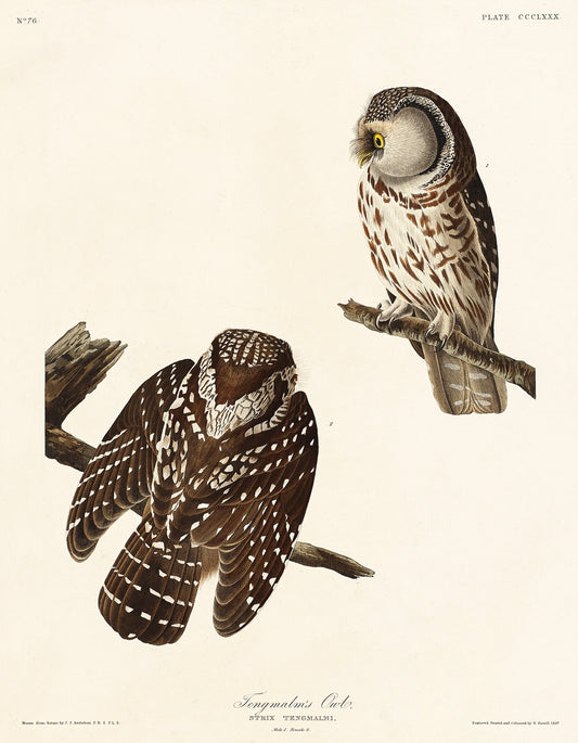 Tengmalm's Owl from Birds of America (1827) by John James Audubon