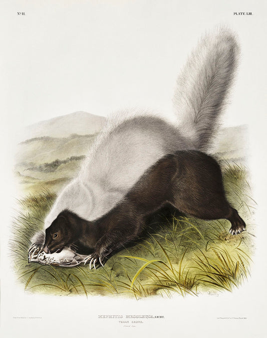 Texan Skunk (Mephitis mesoleuca) by John James Audubon -WEB