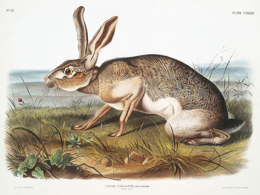 Texian Hare (Lepus Texianus) by John James Audubon