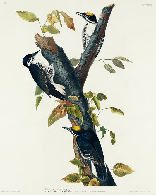 Three-toed Woodpecker from Birds of America (1827) by John James Audubon