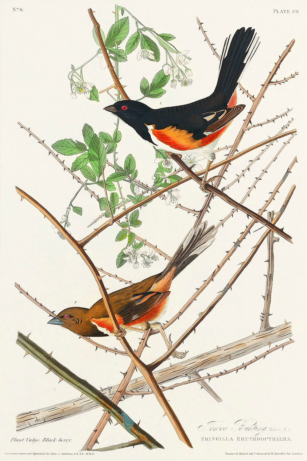 Towee Bunting (1827) by John J. Audubon-WOOD